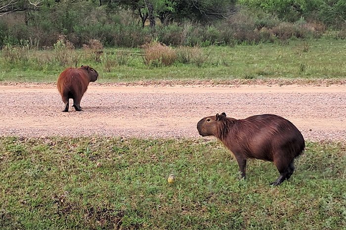 Dos carpinchos junto a un camino de ripio en el Parque Nacional El Palmar