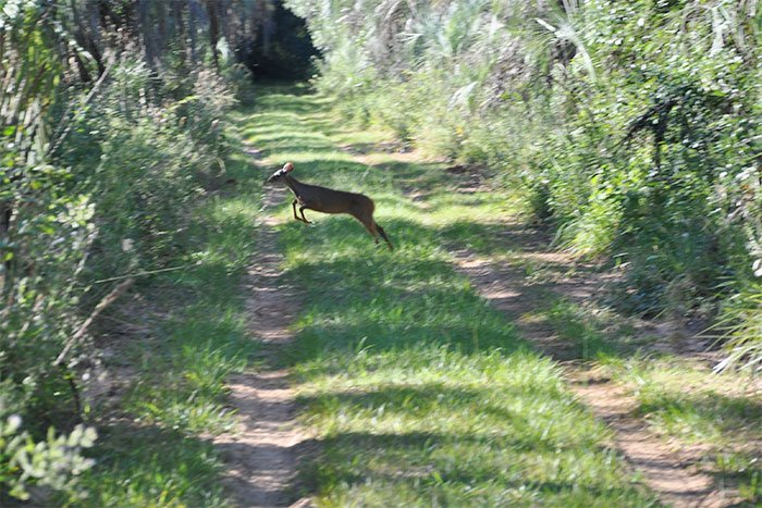 Corzuela cruzando un camino de pasto entre el monte, Parque Nacional Mburucuyá