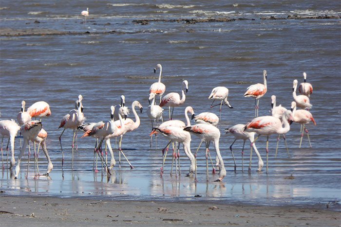 Grupo de flamencos alimentándose en la orilla del Mar de Ansenuza, Parque Nacional Ansenuza
