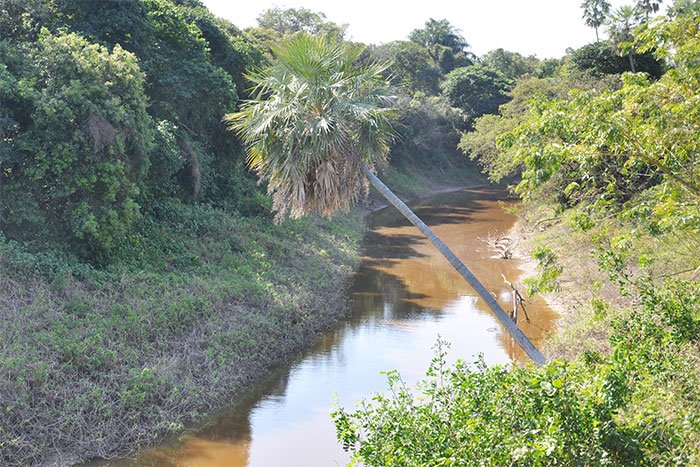 Río Pilcomayo entre el monte y palmeras visto desde el mirador del área Estero Poí