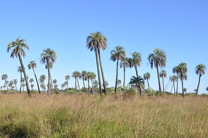 Palmar de yatay en el pastizal del Parque Nacional Mburucuyá