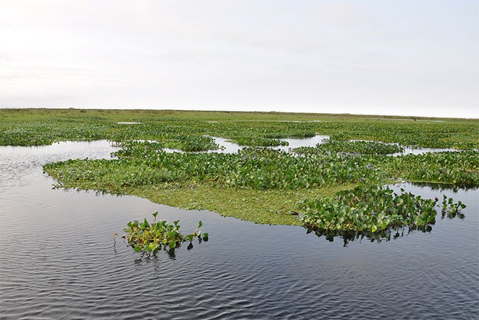 Laguna con camalotes y embalsados en los Esteros del Iberá, Corrientes