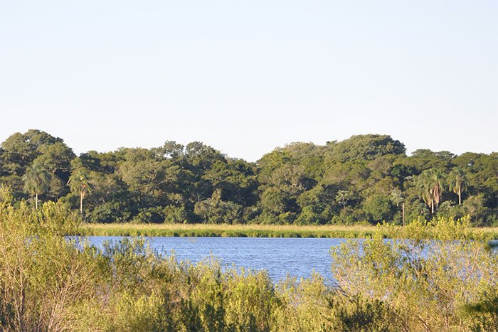 Laguna rodeada de pastizal y monte con palmeras, Parque Nacional Mburucuyá