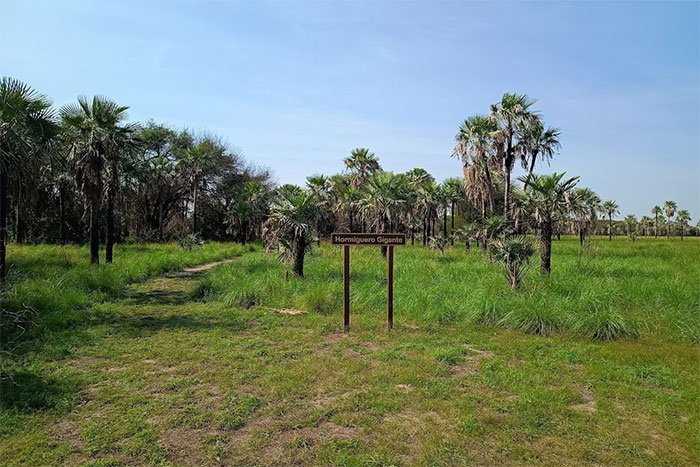 Pastizal con palmeras caranday y cartel del Hormiguero Gigante, Parque Nacional Río Pilcomayo