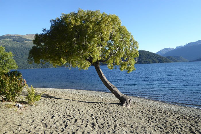 Playa de arena con un árbol inclinado frente a un lago y montañas, Parque Nacional Los Alerces