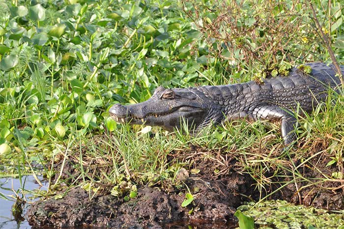 Yacaré tomando sol entre camalotes en la orilla, Esteros del Iberá